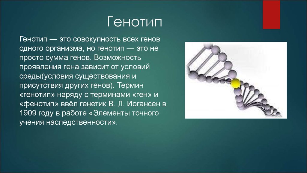 Функция генотипа