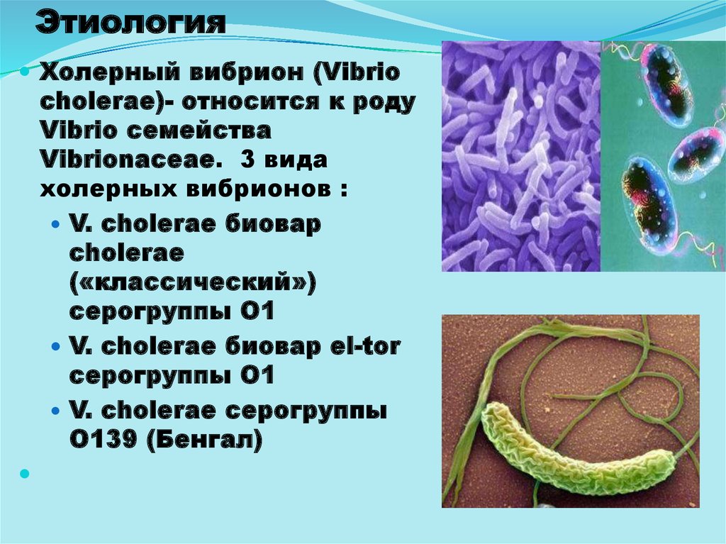 Холера тип. Этиология вибрио холере. Холерный вибрион внутриклеточный паразит. Холерный вибрион семейство. Вибрионы холерный вибрион.