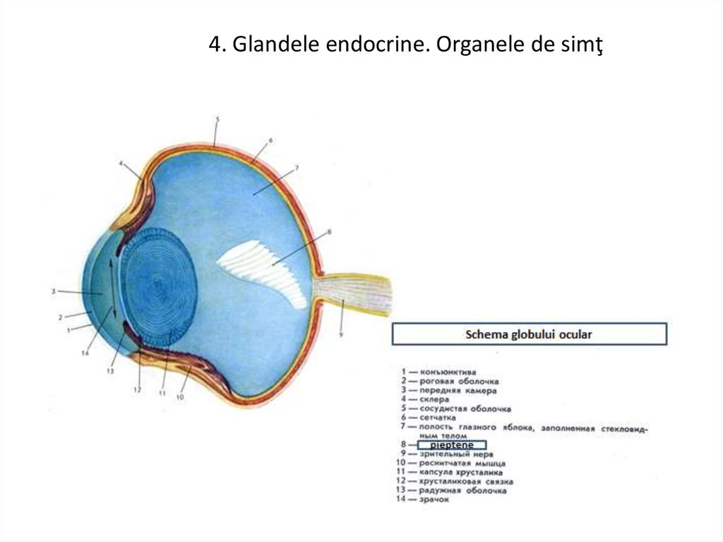 Caracteristica Morfo Funcţională A Organismului La Pasăre