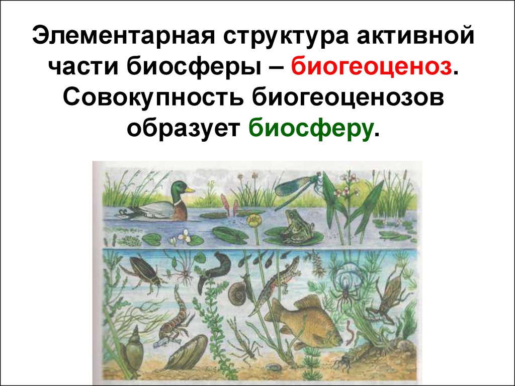 Рисунок на тему человек часть биосферы. Биогеоценоз. Биосфера и экосистема. Биосфера биогеоценоз. Экосистема часть биосферы.