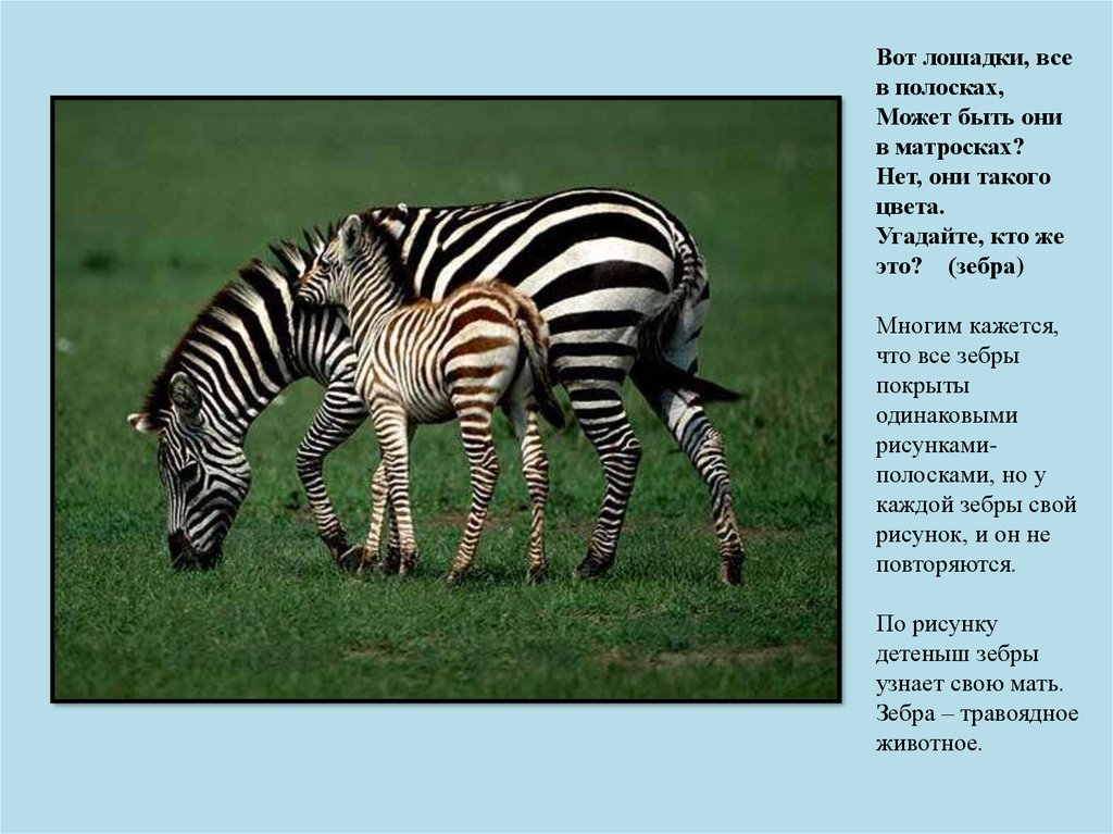 Доклад животные африки. Доклад про зебру. Полосатые животные Африки. Зебра для презентации. Зебра травоядное животное.