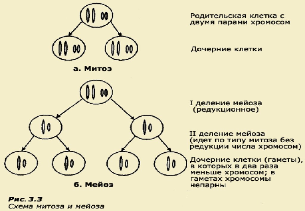 Набор хромосом материнской клетки мейоз
