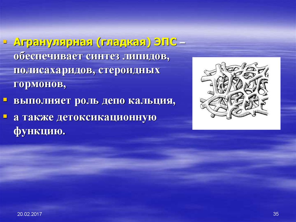 Обеспечивает синтез. Агранулярная. Гладкая ЭПС обеспечивает Синтез. ЭПС депо кальция.