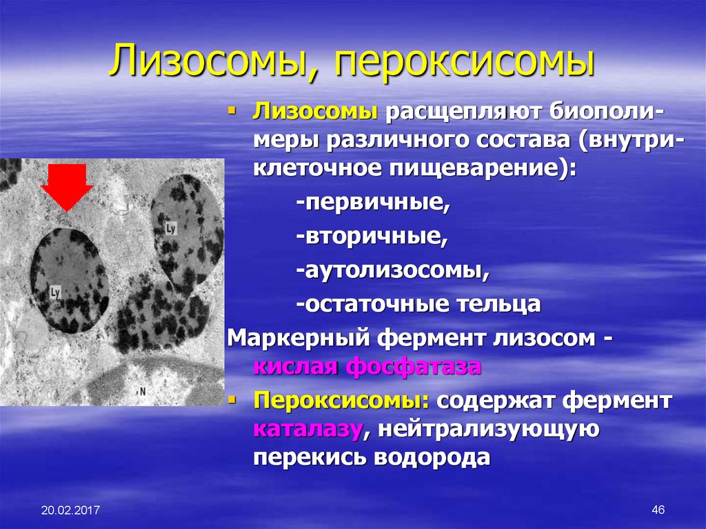 Роль лизосом. Лизосомы и пероксисомы. Пероксисомы глиоксисомы сферосомы. Пероксисома отличие от лизосом. Лизосомы и пероксисомы строение.