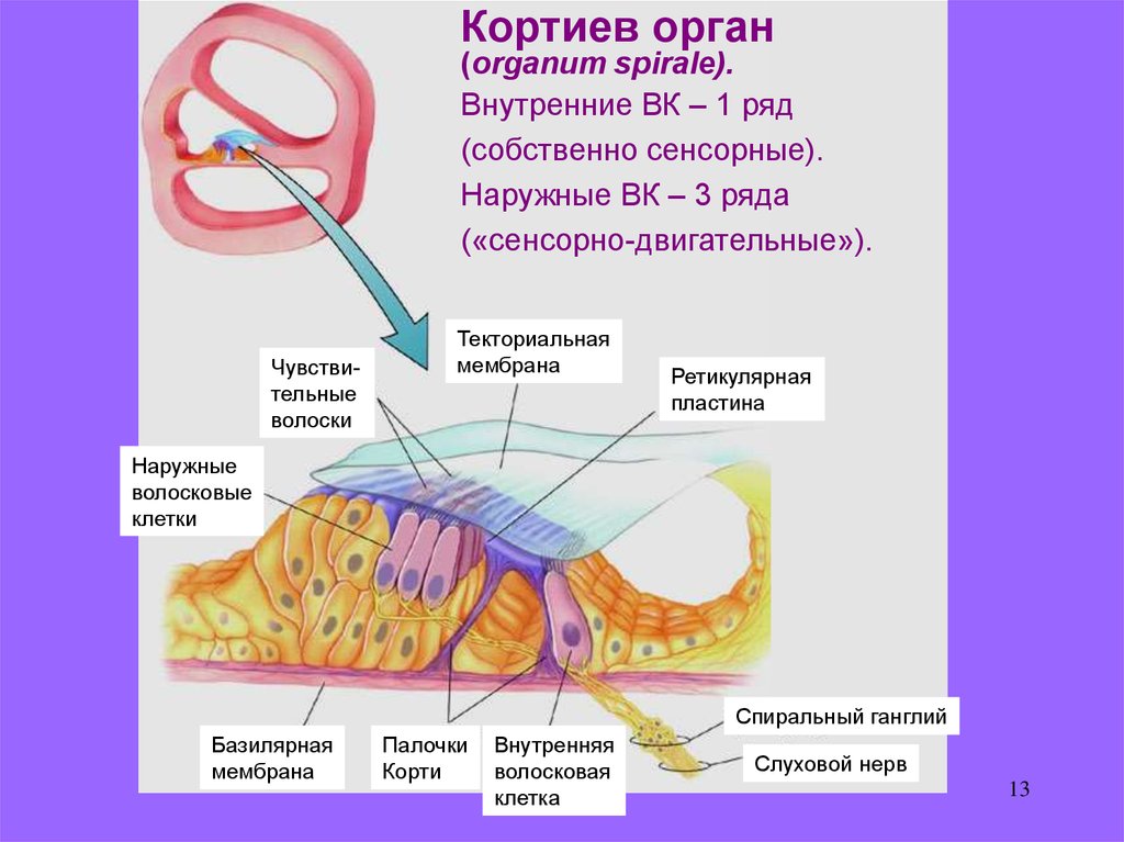 Слуховые рецепторы функции. Кортиев орган рецепторный аппарат. Внутреннее ухо Кортиев орган. Кортиев орган базилярная мембрана. Рецепторы слуха Кортиев орган.