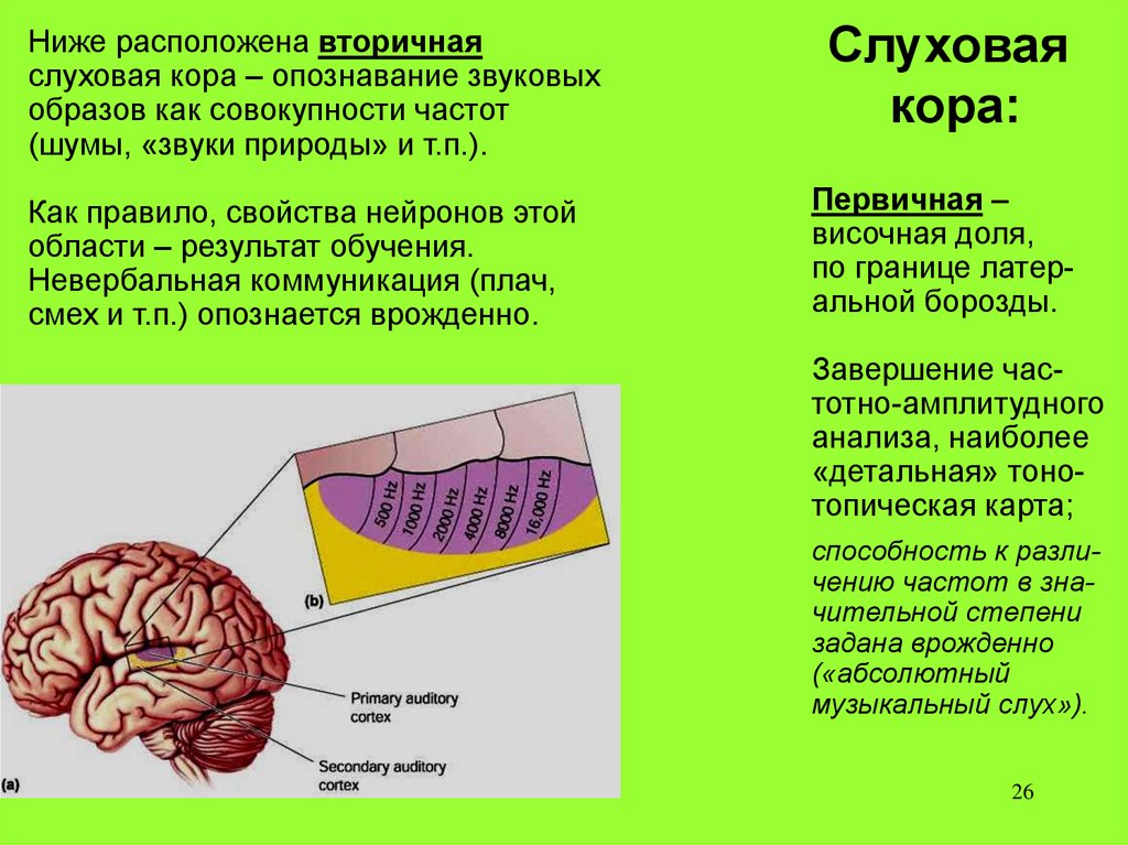 Слуховая зона мозга расположена. Слуховой анализатор зона коры.