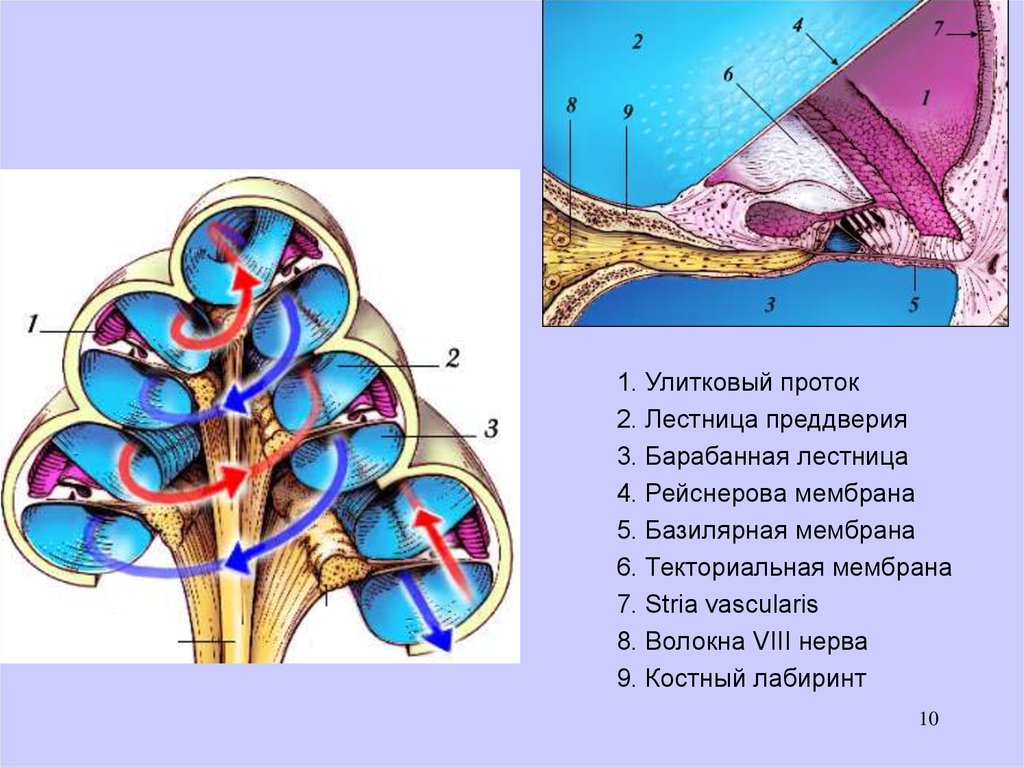 Стенки улитки. Улитковый проток анатомия. Стенки улиткового протока анатомия. Улитковый проток внутреннего уха анатомия. Барабанная стенка улиткового протока.