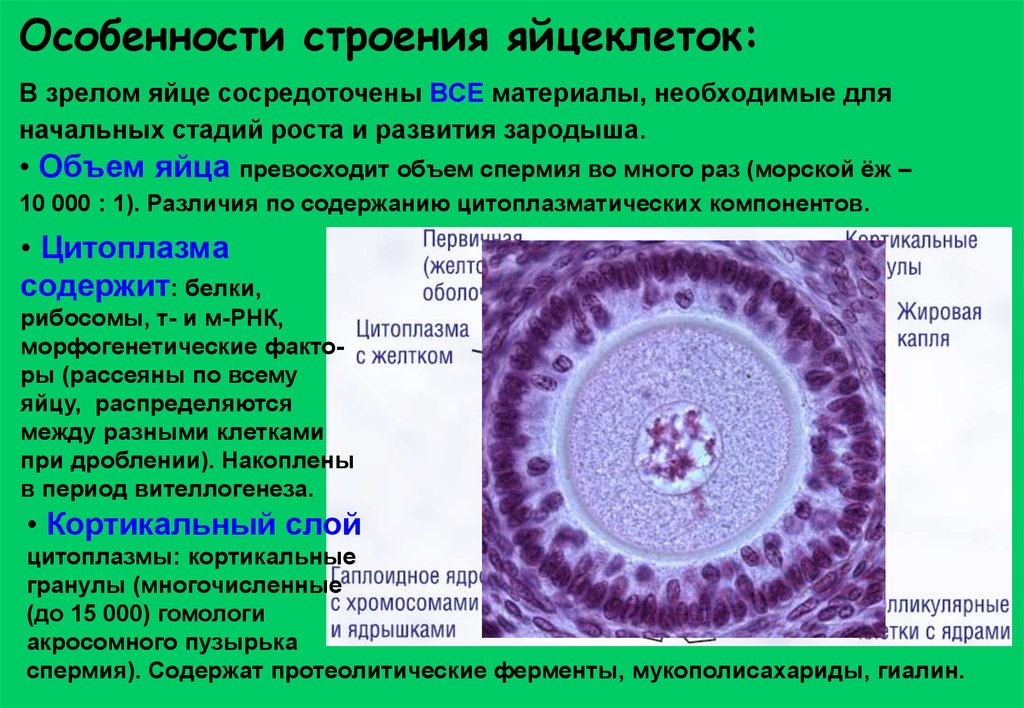 Ядро яйцеклетки. Строение яйцеклетки. Особенности строения яйцеклетки. Строение яйцеклетки животных. Характеристика яйцеклетки.