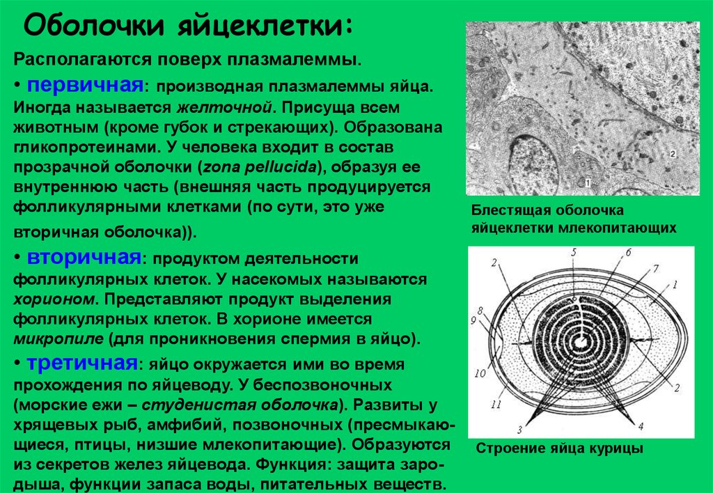 Строение женских гениталий фото