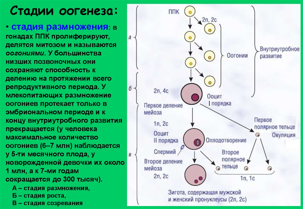 Установите последовательность процессов развития формирования яйцеклетки. Стадии созревания яйцеклетки схема. Стадия размножения оогенез. Оогенез набор хромосом. Этапы созревания яйцеклетки анатомия.