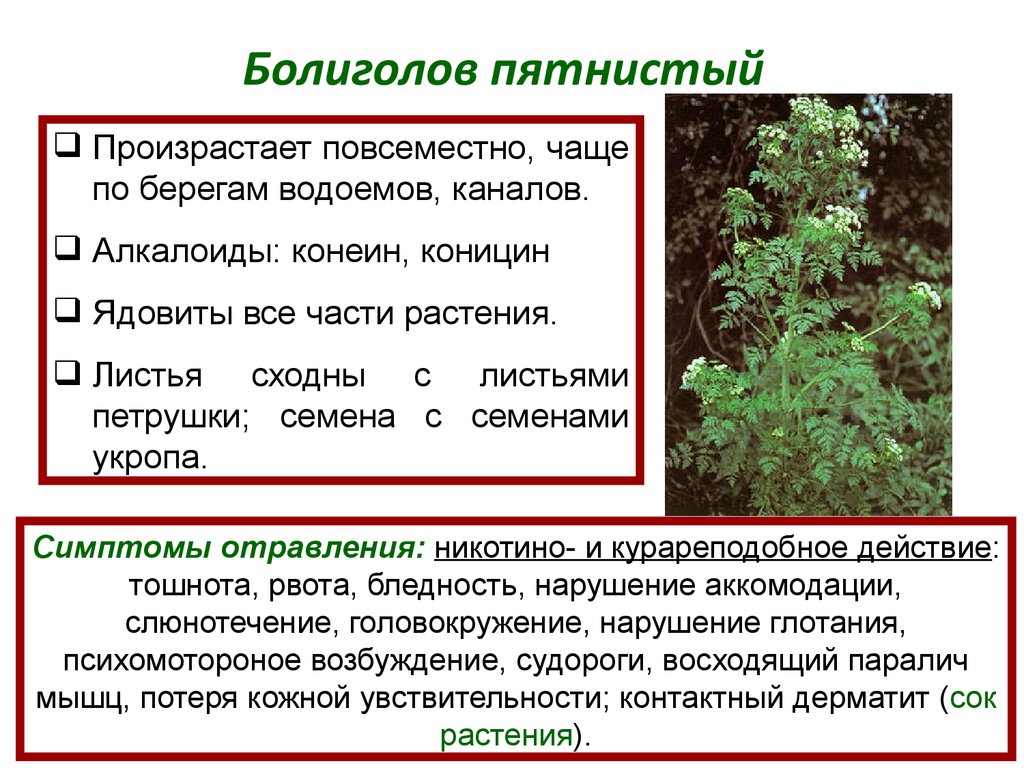 Произрастать. Болиголов крапчатый ядовитый. Алкалоиды болиголова пятнистого. Болиголов пятнистый описание. Болиголов пятнистый ядовитое растение.