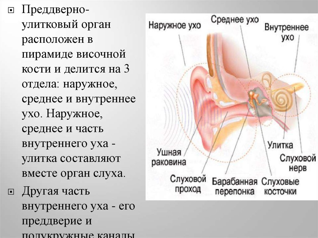 Части уха наружное среднее внутреннее. Преддверно улитковый орган. Преддверно улитковый орган наружное среднее и внутреннее ухо. Преддверно улитковый орган анатомия. Орган слуха расположен в височной кости.