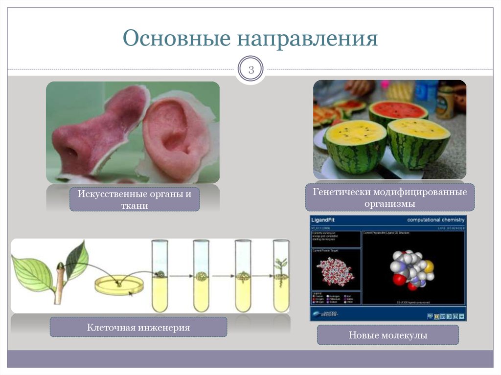 Презентация на тему клеточная инженерия 10 класс