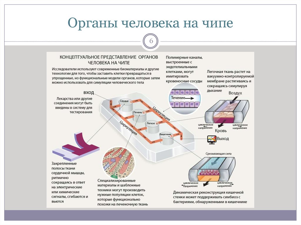 Орган на чипе фото