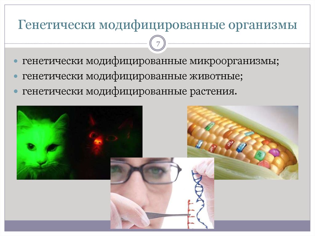 Генномодифицированные организмы презентация