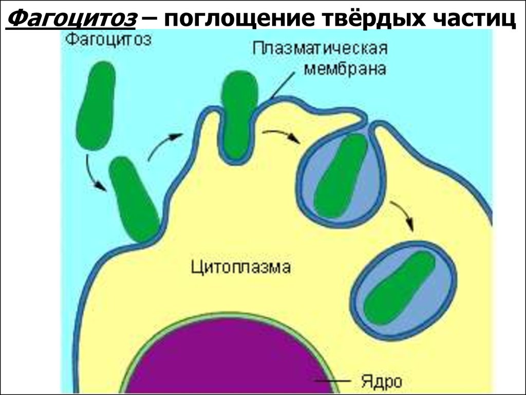 Поглощение клеткой твердых пищевых частиц. Фагоцитоз. Плазматическая мембрана фагоцитоз. Поглощение клеткой твердых частиц. Рецепторно-опосредованный эндоцитоз.