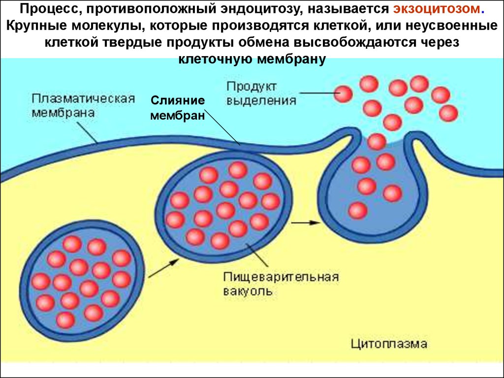 Поглощение клеткой твердых пищевых частиц. Процесс выведения веществ из клетки. Экзоцитоз клеточная мембрана. Схема экзоцитоза. Экзоцитоз активный транспорт.