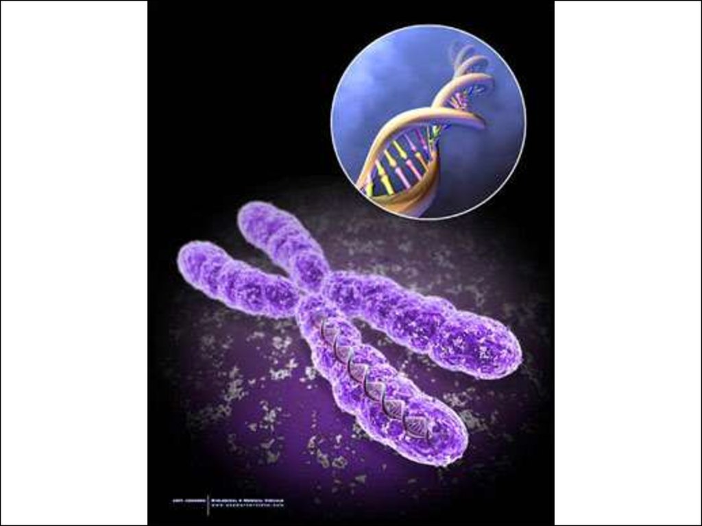 Наследственные заболевания связанные с хромосомами. Хромосомы человека. Хромосомы фото. Хромосомные человека. Икс хромосома.