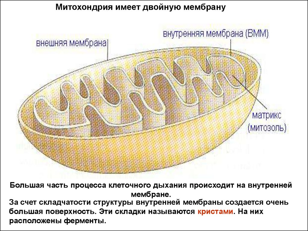 Строение внутренней мембраны митохондрии