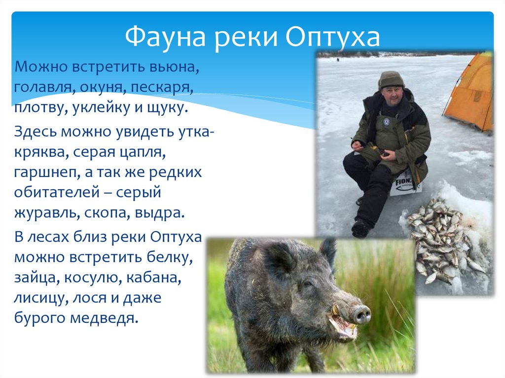 Фауна реки Оптуха