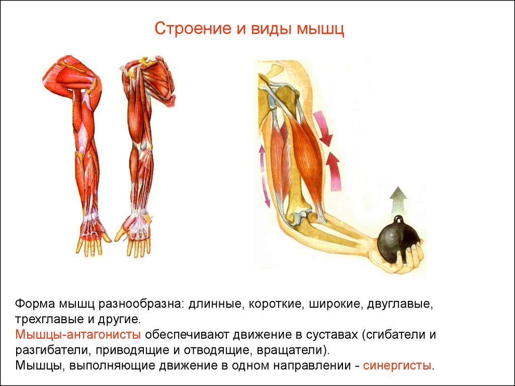 Основные работы мышц. Сгибатель разгибатель санергист. Пример работы мышц антагонистов. Анатомия человека мышцы антагонисты. Мышцы сгибатели и разгибатели руки.