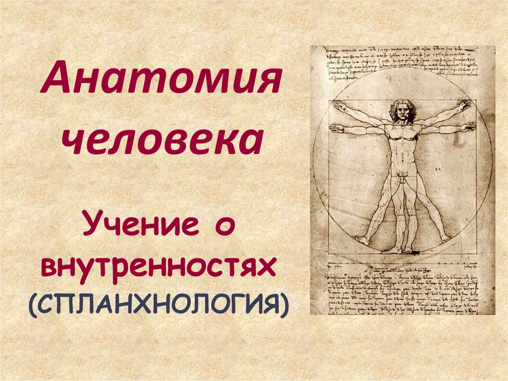 Учение о человеке кто создал. Спланхнология учение о внутренностях. Анатомия презентация. Учение о внутренностях анатомия. Учение о человеке.