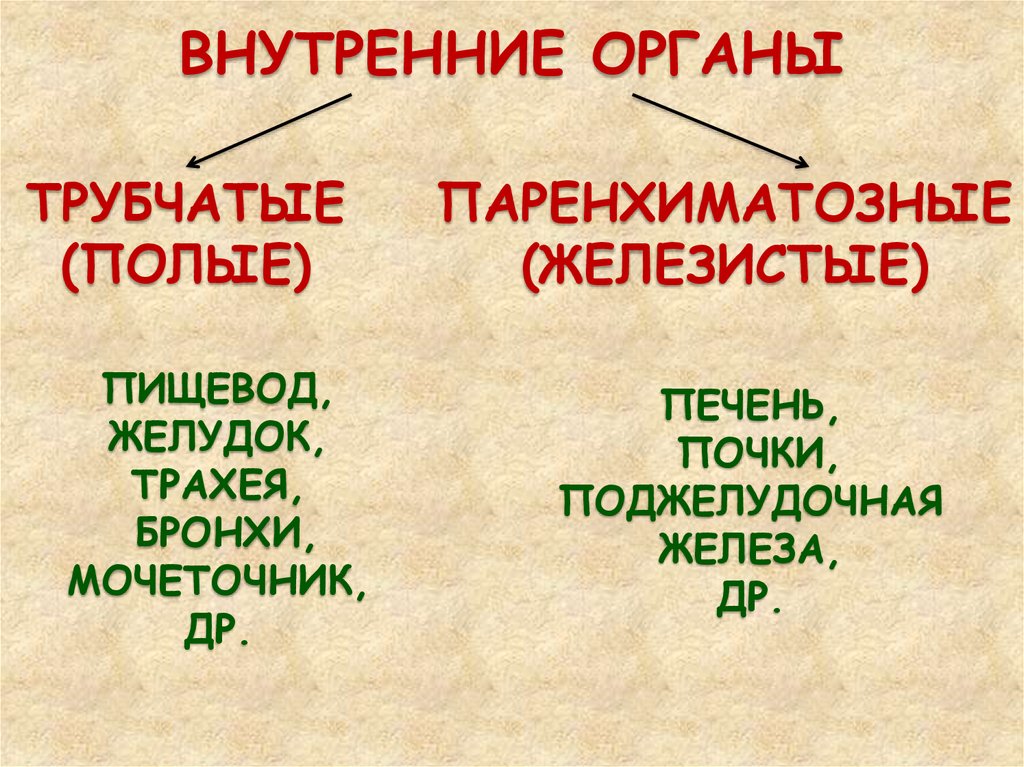 Трубчатые организмы