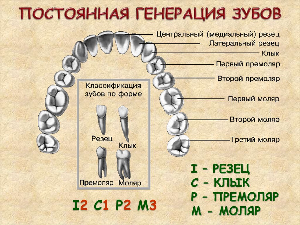 18 19 зубы. Резцы моляры премоляры. Зубы моляры резцы. Моляры премоляры резцы клыки у человека.