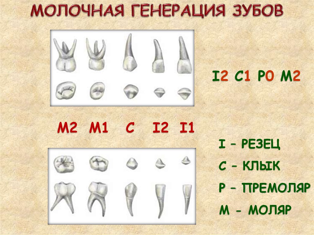 Зуб 1 8. Зубы резцы клыки премоляры моляры. Резец клык моляр премоляр. Генерации зубов. Молочная генерация зубов.