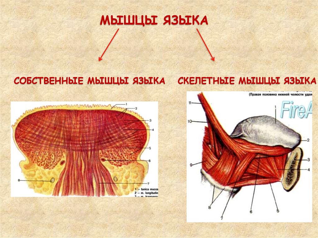 Мышцы языка. Собственные мышцы языка. Собственные и скелетные мышцы языка.