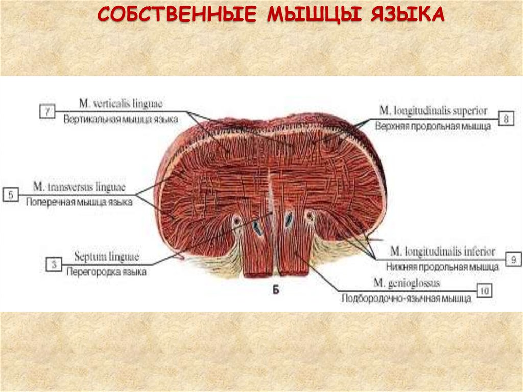 Анатомия русский язык. Поперечный срез языка анатомия. Скелетные мышцы языка анатомия. Верхняя продольная мышца языка. Собственные и скелетные мышцы языка.