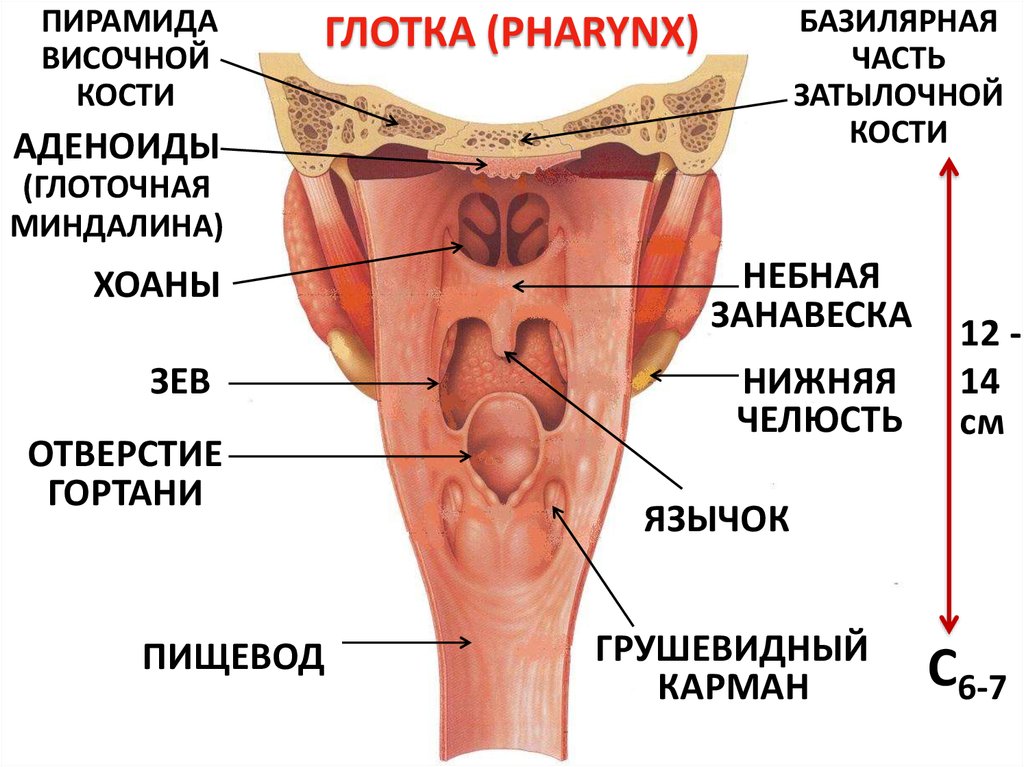 Глотка анатомия строение рисунок гортань