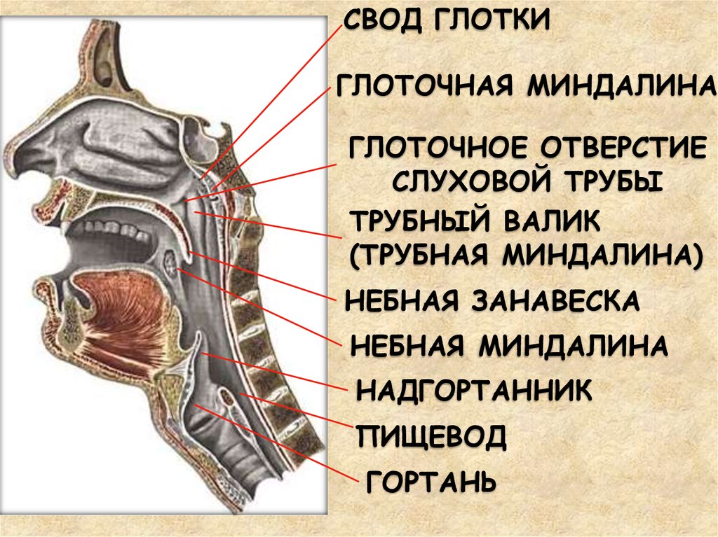 Миндалины глоточного кольца рисунок