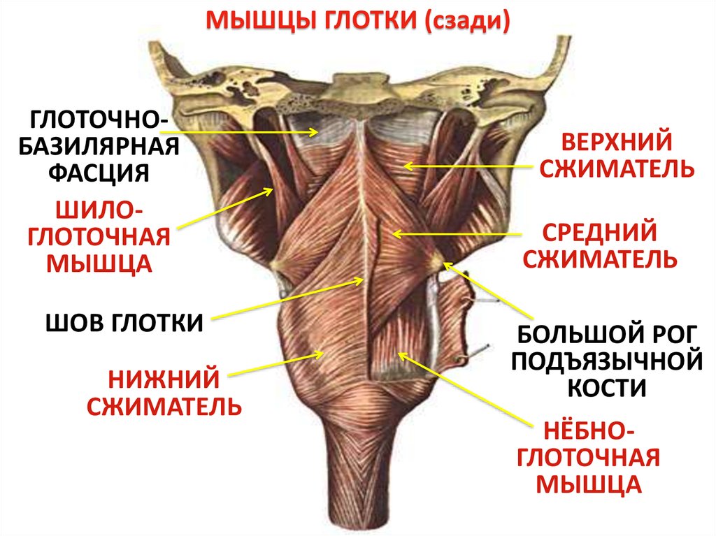 Глотка слои. Верхняя мышца констриктор глотки. Верхний констриктор глотки анатомия. Трубно глоточная мышца глотки.