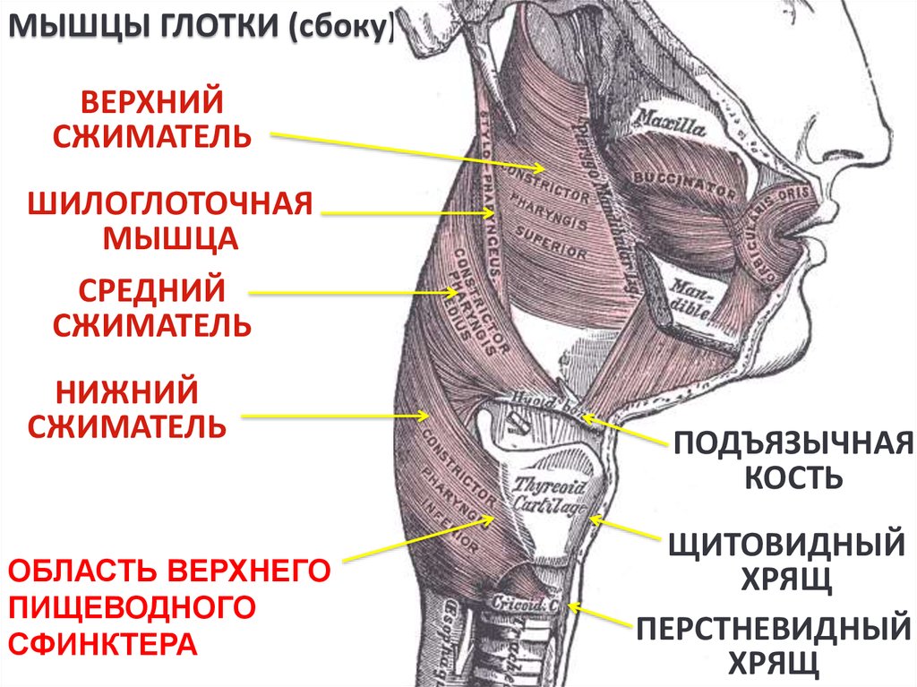 Следующий верхний. Констрикторы глотки анатомия. Шилоглоточная фасция.