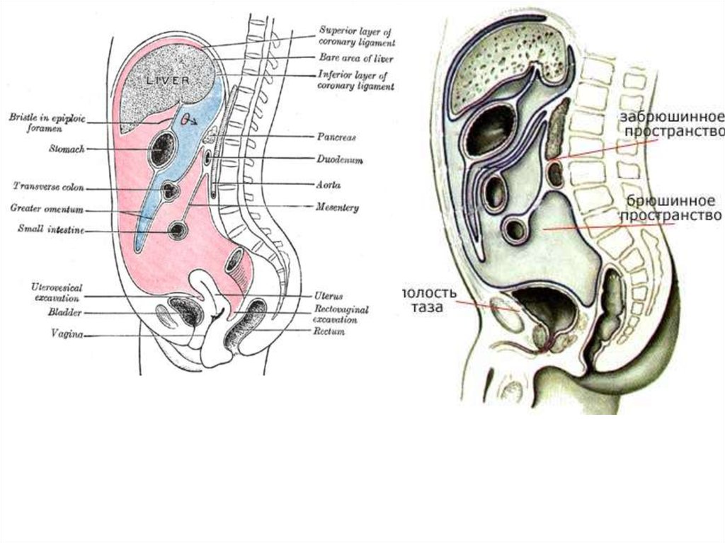 Границы забрюшинного пространства топографическая анатомия