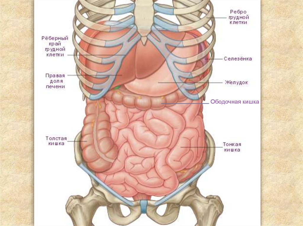 Схема брюшной полости человека