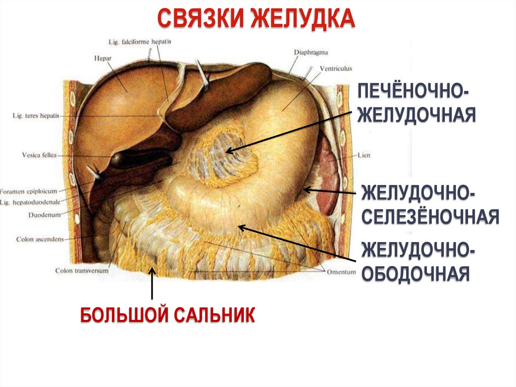 Брюшная полость анатомия Неттер