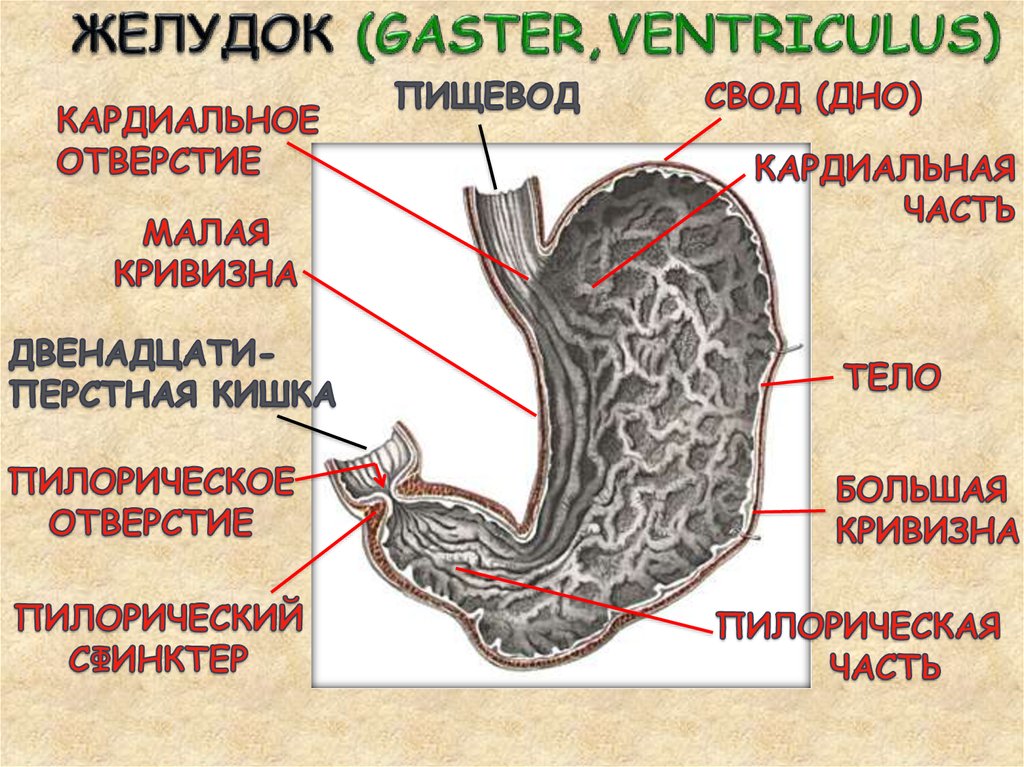 Желудок на схеме