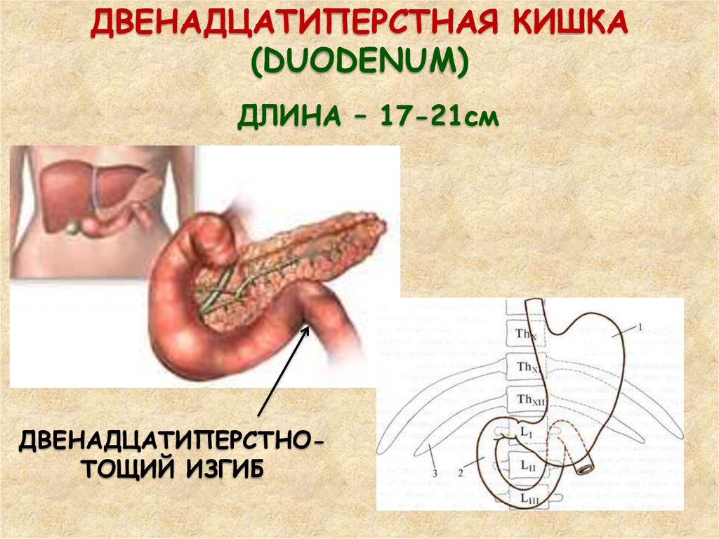 Длина кишки. 12 Перстная кишка анатомия человека. Изгибы 12 перстной кишки. Двенадцатиперстно тощий изгиб. Двенадцатиперстно тощекишечный изгиб.