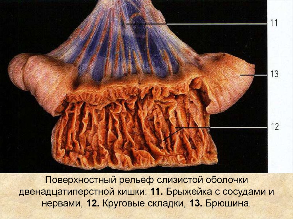 Брыжейка тонкой кишки где находится у человека фото