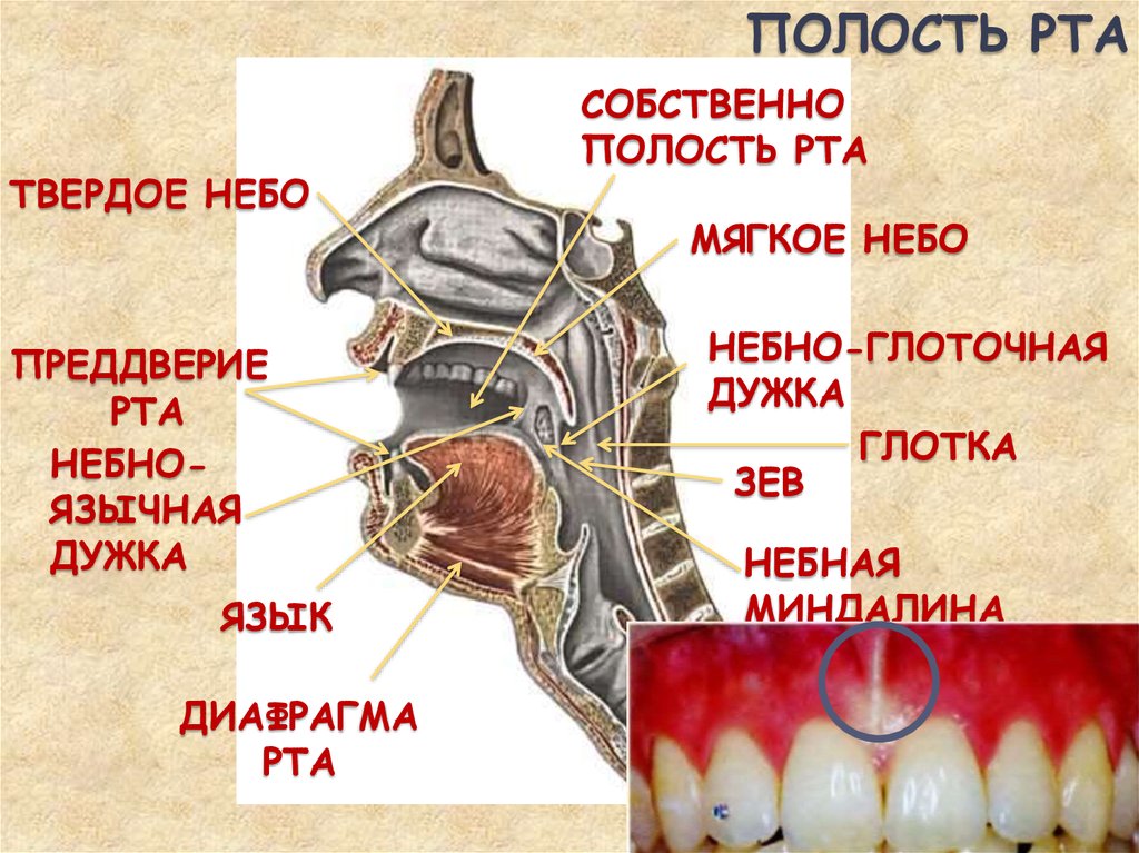 Небо мягкое и твердое схема