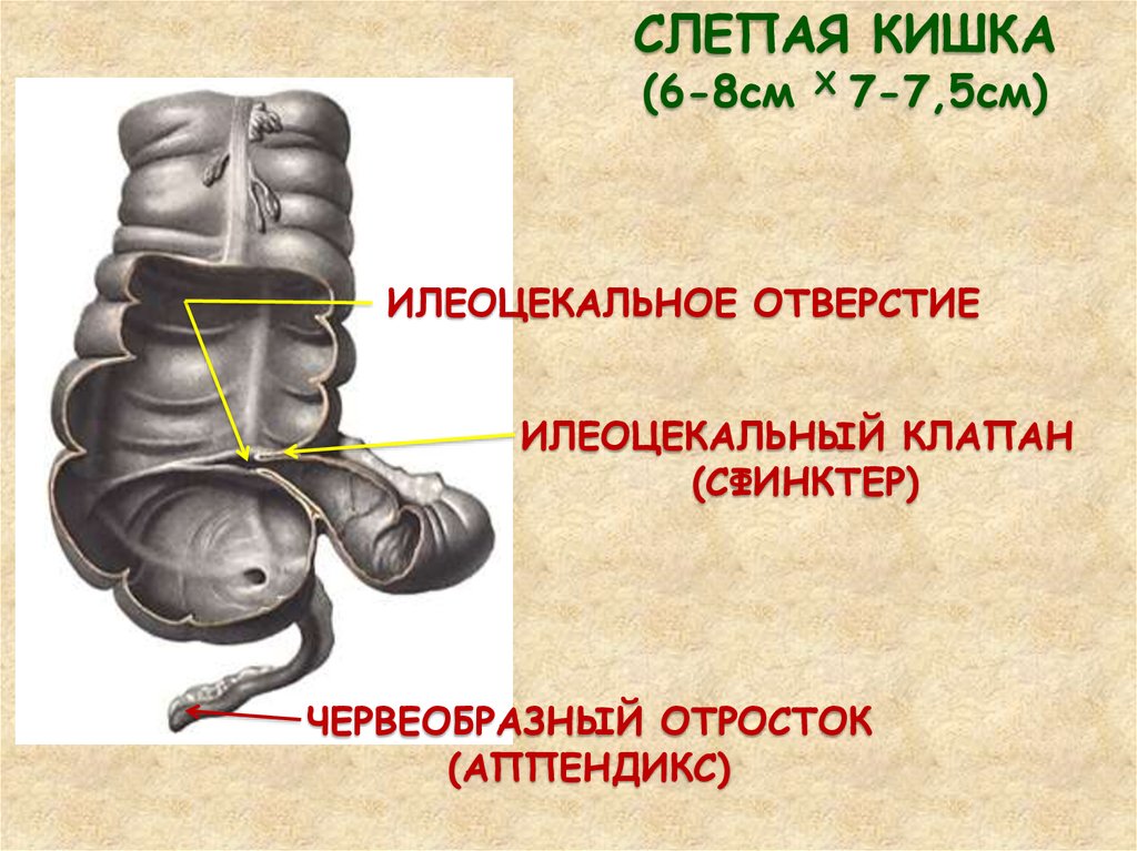 Отверстие слепой кишки