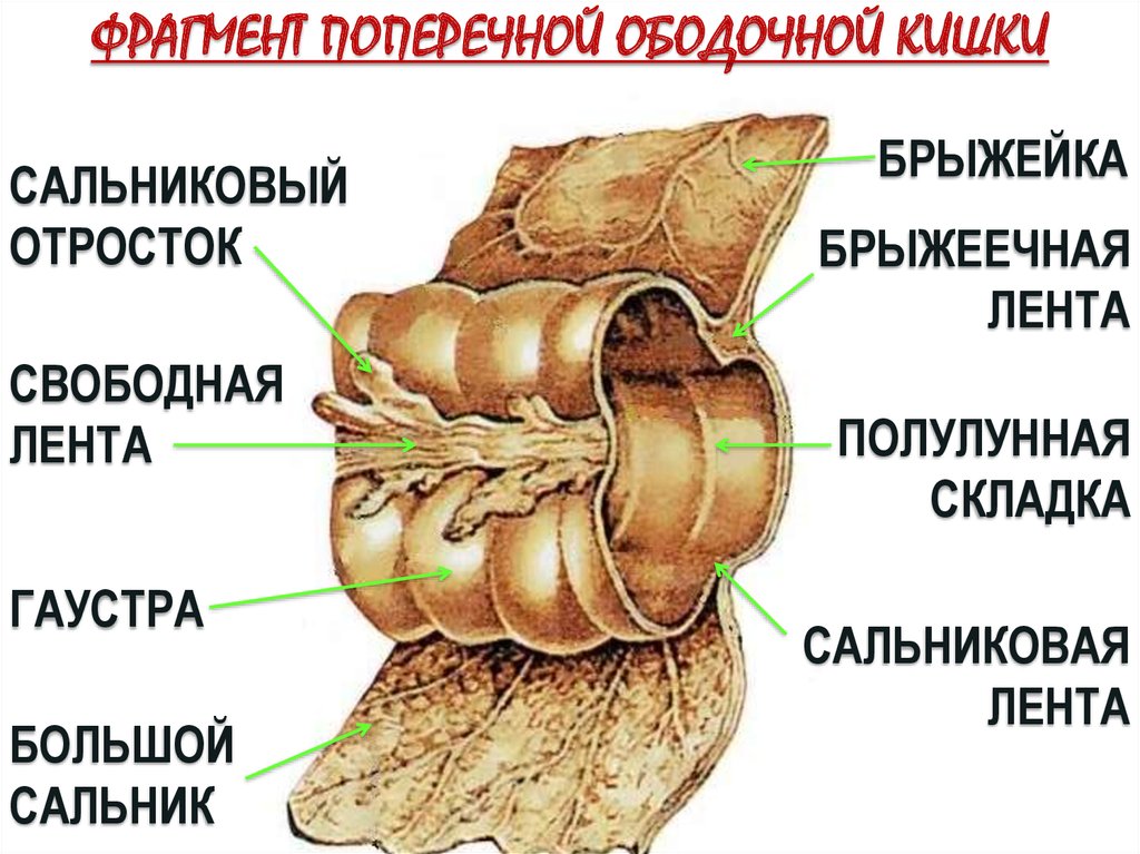 Сальниковые отростки