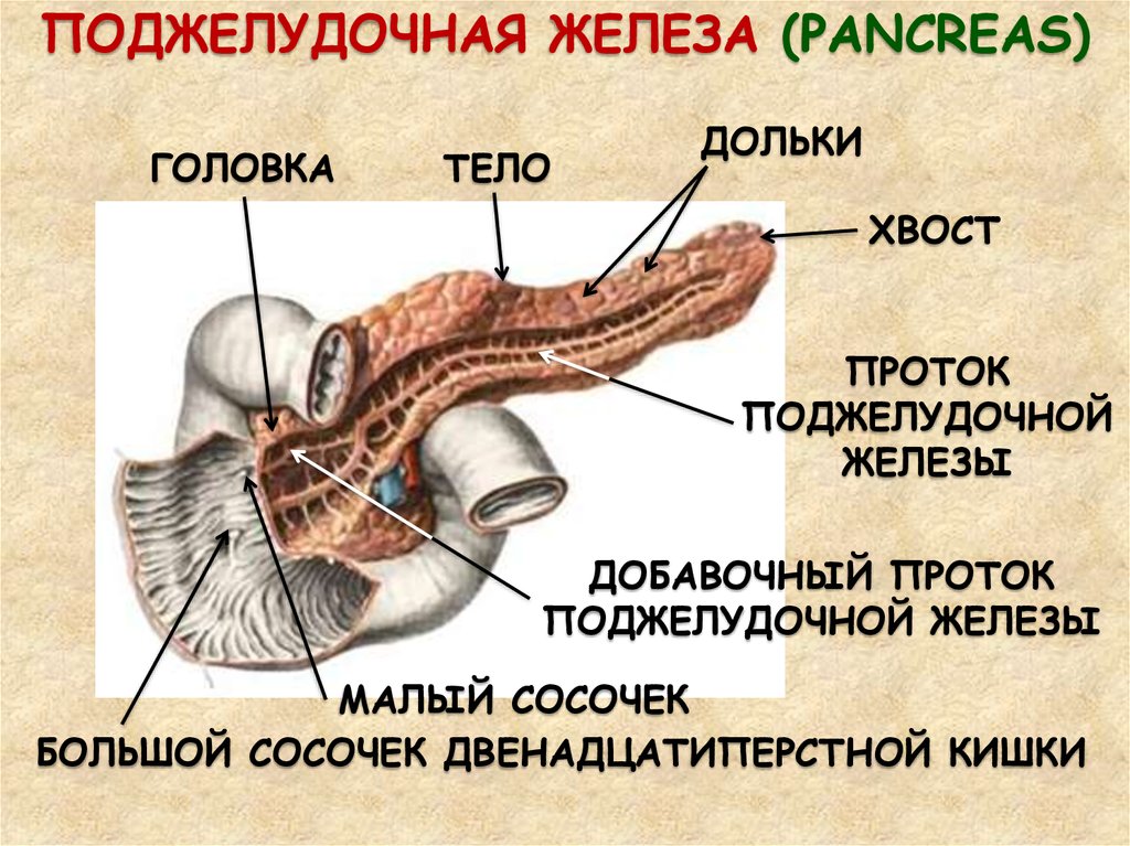 Хвоста железы. Головка и тело поджелудочной железы. Поджелудочная железа головка тело хвост. Поджелудочная железа анатомия головка,тело. Хвост поджелудочной железы анатомия.