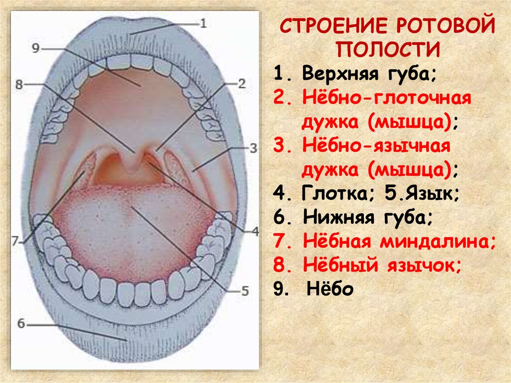 Описание полости рта. Ротовая полость строение анатомия. Небно-глоточная дужка анатомия. Небно язычная дужка строение. Небно язычная дуга анатомия.