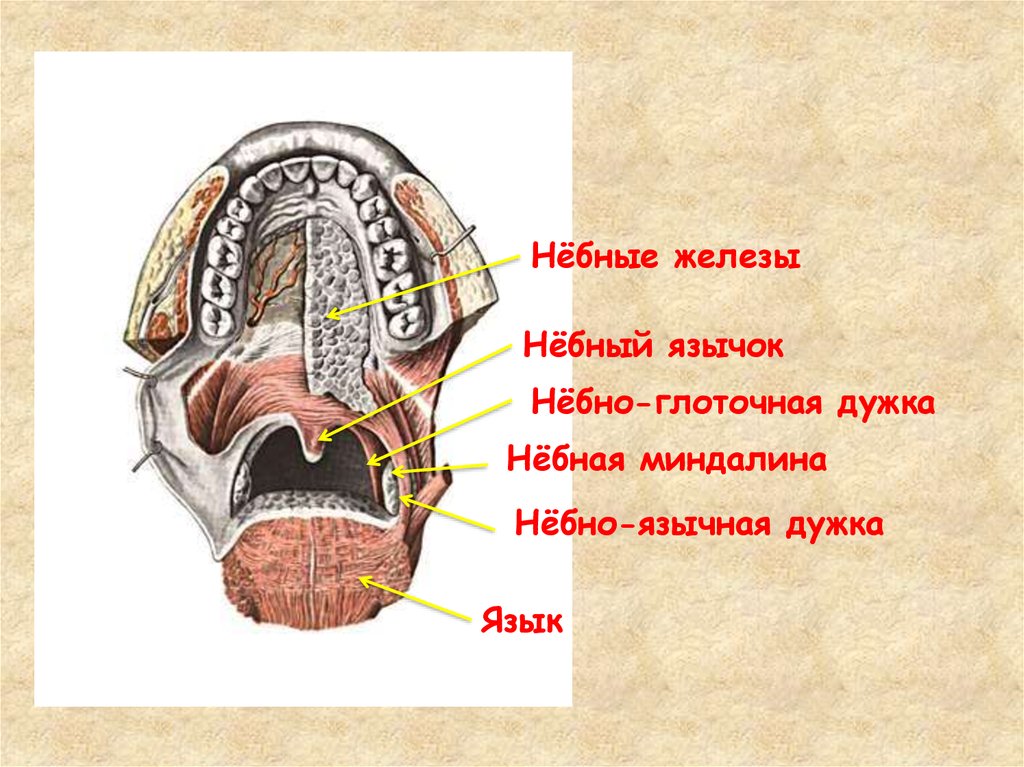 Миндалины глоточного кольца рисунок