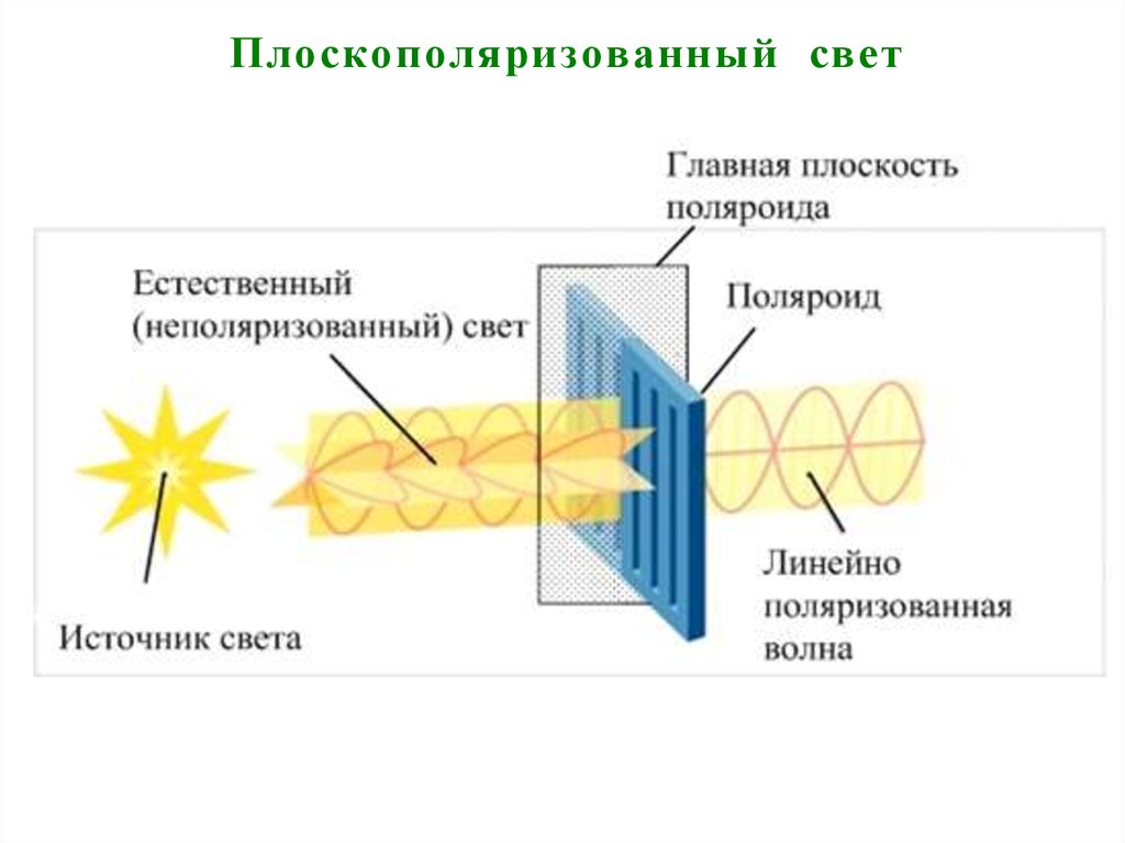 Плоскополяризованный свет рисунок