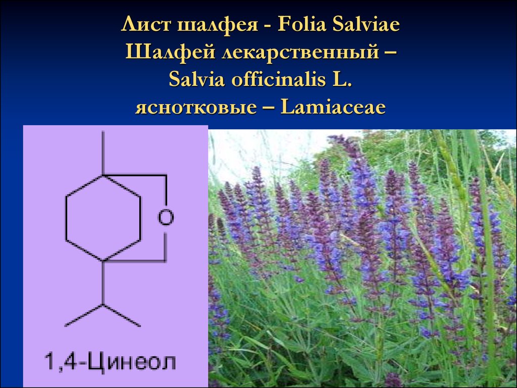 Лист шалфея - Folia Salviae Шалфей лекарственный – Salvia officinalis L. яснотковые – Lamiaceae