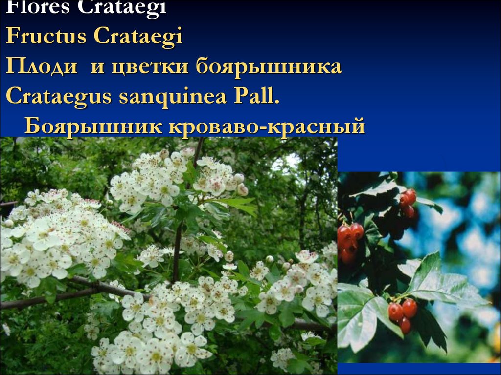 Flores Crataegi Fructus Crataegi Плоди и цветки боярышника Crataegus sanquinea Pall. Боярышник кроваво-красный